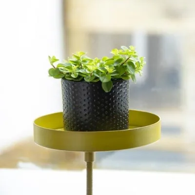 Image de Support de plantes pour rebord de fenêtre - L - Or