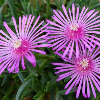 Produktbild von 6 x Stauden Mittagsblume - Delosperma cooperi  | Topf 9cm x 9cm
