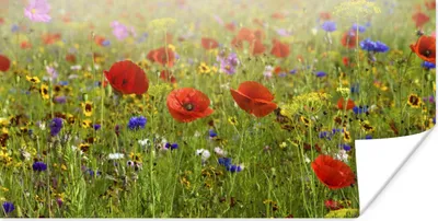 Produktbild von MuchoWow® Poster Frühling - Blumen - Rot - Mohn - Gras - Grün 120x60 cm - Bild