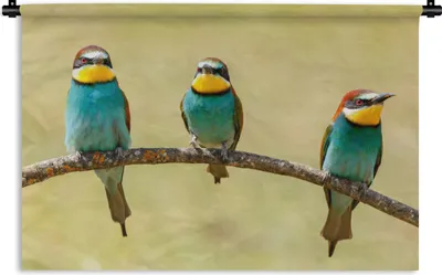 Produktbild von MuchoWow® Wandteppich Wandbehang Vögel - Tiere - Bienenfresser 120x80 cm Tapisserie Dekoration Wandtuch - Wanddekorationen - Wandtücher