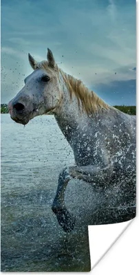Produktbild von MuchoWow® Poster Pferd - Wasser - Tropfen 20x40 cm - Plakat - Foto