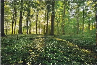 Produktbild von Wallario Wandbild Waldanemonen und Sonnenstrahlen im Wald, Größe: 61 x 91,5 cm, Poster mit rahmenlosen Bildhalter