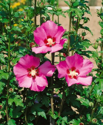 Produktbild von Hibiscus syriacus 'Maike', Roseneibisch, rosa Blüten, 40–50 cm