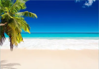 Produktbild von Wallario Fototapete Vliestapete, seidenmatte Oberfläche, einfache Verarbeitung, Größe 200 x 140 cm, Motiv Südseestrand in der Karibik mit Palme