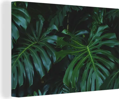 Produktbild von OneMillionCanvasses® - Leinwandbilder - 140x90 cm, Monstera - Blätter - Tropisch - Dschungel, Wandbilder Kunstdruck Wanddekoration - Foto auf Leinwand - Gemälde auf Holzrahmen