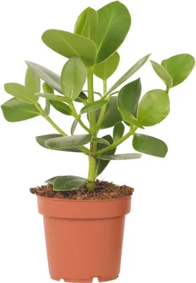 Image de Pommier baumier - Clusia rosea 'Princess' - Hauteur 25-35cm - ⌀12cm
