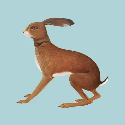 Image de Vashti Bunyan : Vashti Bunyan : Lookaftering (20th Anniversary) (Limited Expanded Edition) - - (LP / L)
