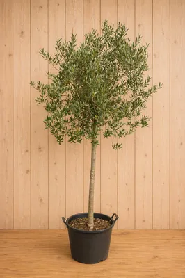 Productafbeelding van Olijfboom Olea stamhoogte 70 cm en boomhoogte 230 cm Warentuin Natuurlijk, AI-gegenereerde afbeelding