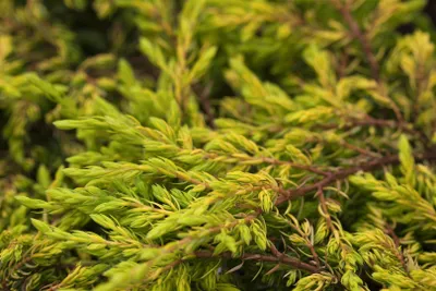 Produktbild von Juniperus communis 'Goldschatz', Wacholder, goldgelb, 20–25 cm