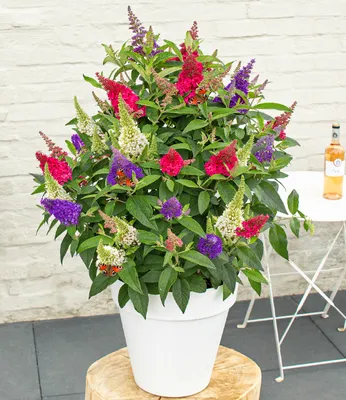 Produktbild von BALDUR Garten 1x Zwerg-Schmetterlingsstrauch 'Butterfly Candy® Trio',Pflanze im 3 Liter-Topf, 3 Farben in einem Topf, süßer Blütenduft, winterhart, pflegeleicht