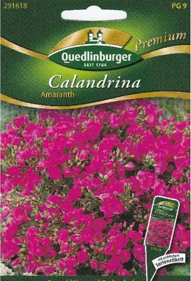 Produktbild von Calandrina Amaranth | Blumensamen von Quedlinburger
