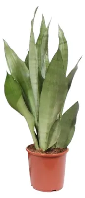 Zdjęcie produktu dla Sansevieria Moonshine - 50-60cm - Ø17cm - Roślina doniczkowa - Zimozielony - Kaktusy i sukulenty