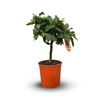 Image de Kumquat - fortunella margarita - agrume méditerranéen - arbre fruitier - ↕ 35-40 cm - ⌀ 15 cm