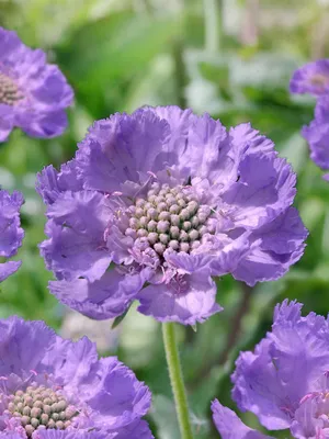 Produktbild von Scabiosa caucasica 'Clive Greaves', Skabiose, blau, ca. 9x9 cm Topf