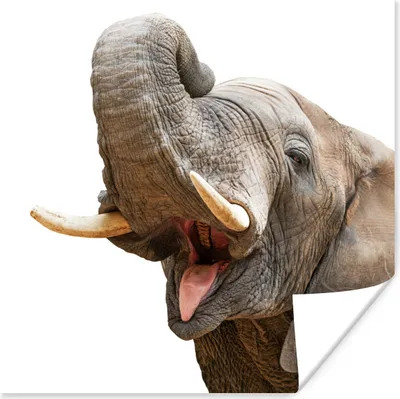 Produktbild von MuchoWow® Poster Elefant - Zunge - Weiß 75x75 cm - Wand Dekoration