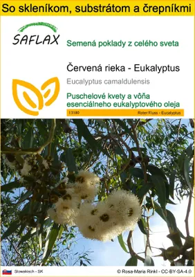 Obrázok produktu pre SAFLAX Kultivačný set - Červená rieka - Eukalyptus - Eucalyptus camaldulensis - 200 Semená - S mini skleníkom, pestovateľským substrátom a 2 črepníkmi