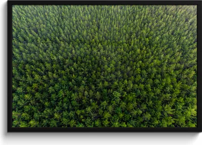 Produktbild von MuchoWow® MuchoWow® Gerahmtes Poster Wald - Neuseeland - Natur 90x60 cm - Poster mit zchwarzem Bilderrahmen - Fotorahmen - Foto-Plakat