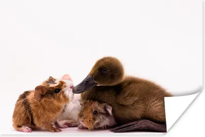 Produktbild von MuchoWow® Poster Baby-Ente mit Meerschweinchen 30x20 cm - Plakate - Print