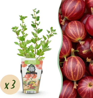 Produktbild von GreenboutiQ - Obstpflanzen - Stachelbeere - Ribes uva-crispa Hinnonmaki Rod - Winterhart - 3 Pflanzen - Topf 9 cm - Rote Beere