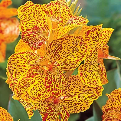 Produktbild von Canna Kanna Blüten Knolle Töpfe Garten Canna Blumenrohr Picasso Yellow 1 St.