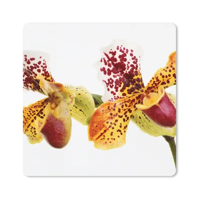 Produktbild von MuchoWow® Mauspad Mousepad Orange Orchidee 20x20 cm - Mousepads - Maus Mat - Pad - Mausunterlage - Desk Mat - Bureauartikeln
