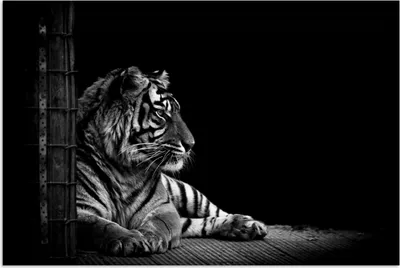 Produktbild von MuchoWow® Poster Tiger - Tiere - Schwarz - Weiß 30x20 cm - Plakate - Print