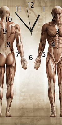 Wallario Design Wanduhr bedruckt, Größe 30 x 60 cm, Motiv: Anatomie Mensch I