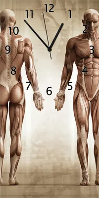 Produktbild von Wallario Design Wanduhr bedruckt, Größe 30 x 60 cm, Motiv: Anatomie Mensch I