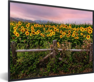 Produktbild von MuchoWow® Gerahmtes Poster Sonnenblume - Blumen - Pflanzen 80x60 cm - Poster mit Schwarzem Bilderrahmen Wandposter Rahmen Foto Bilder - Schwarzem - Mit Gestell