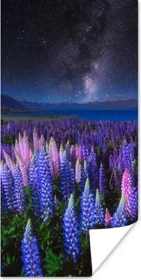 Produktbild von MuchoWow® Poster Blumen - Nacht - Lupine - Sternenhimmel - Lila - Natur 20x40 cm - Plakat - Foto