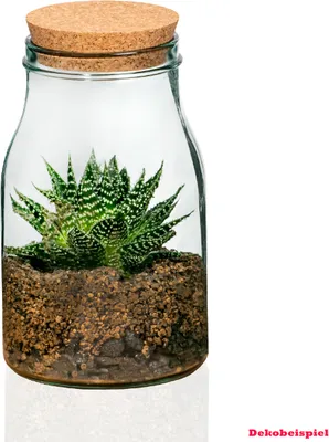 Produktbild von Volcano Flower Gläserner Garten (Flaschengarten) - Komplett Set - Höhe 21 cm