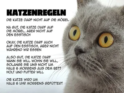 Produktbild von vianmo Holzschild 30x40 cm Katzenregeln Katze darf nicht