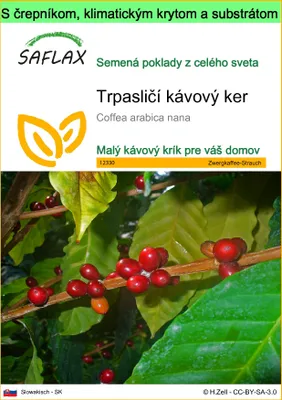 Obrázok produktu pre SAFLAX Garden to go - Trpasličí kávový ker - Coffea arabica nana - 8 Semená - S črepníkom, klimatickým vekom a pestovateľským substrátom