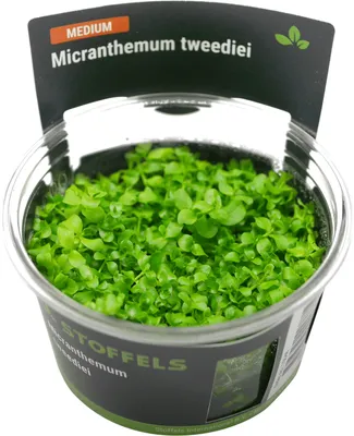 Produktbild von Stoffels Micranthemum tweediei in-vitro (Monte Carlo)