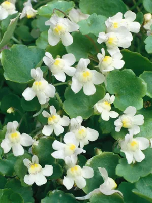 Produktbild von Cymbalaria pallida 'Albiflora', weiß, ca. 9x9 cm Topf