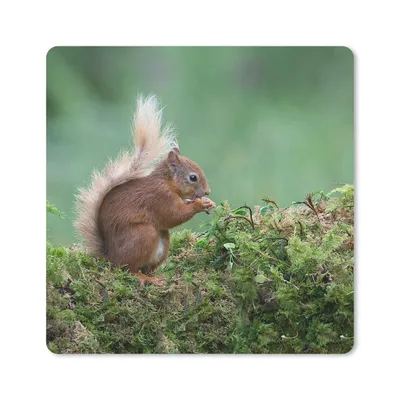 Produktbild von MuchoWow® Mauspad Mousepad Eichhörnchen - Wald - Moos 20x20 cm - Mousepads - Maus Mat - Pad - Mausunterlage - Desk Mat - Bureauartikeln