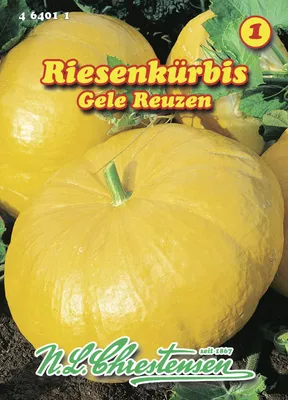Produktbild von Riesenkürbis Gele Reuzen | Riesenkürbissamen von N.L. Chrestensen