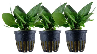 Produktbild von Aquarium Pflanze 3 Stück Hygrophila Compact Wasserpflanze Tropica Nr.052D Set