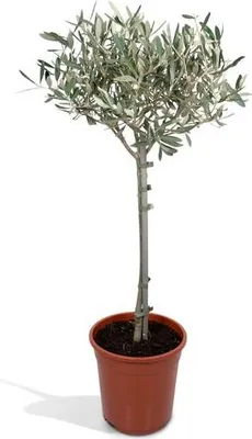 Produktbild von Olivenbaum Olea europaea Ø19cm 90cm mediterrane Zimmer- & Terrassenpflanze