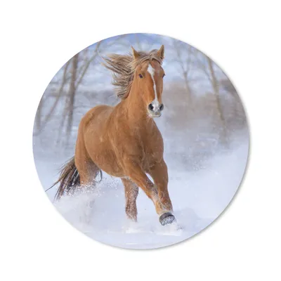 Produktbild von MuchoWow® Mauspad Mousepad Pferd - Schnee - Braun 20x20 cm - Mousepads - Maus Mat - Pad - Mausunterlage - Schreibtischmatte