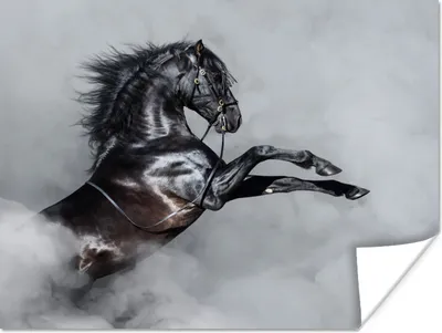 Produktbild von MuchoWow® Poster Pferd - Smoke - Schwarz 40x30 cm - Plakate für die Wände - Poster Wohnzimmer