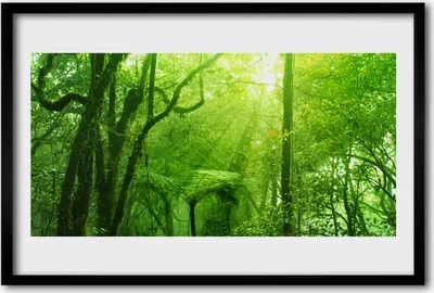 Produktbild von Bild 60x40 MDF-Rahmen Wandkunst Bäume Natur