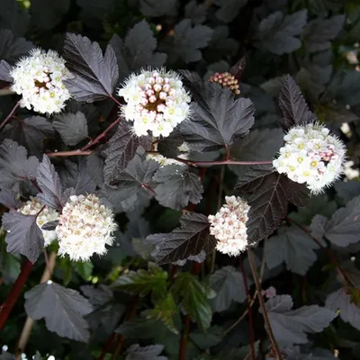 Image de 2 x  Fasanenspiere  - Physocarpus opulifolius « Red Baron »  | 30-40 cm en pot