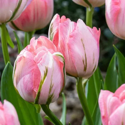Productafbeelding van 96x Tulipa Double Pink - Roze Voorjaarsbloeier - Bolmaat 11/12