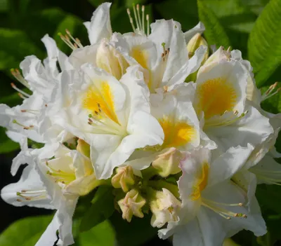 Produktbild von Rhododendron Luteum - Persil - Sommergrüne Azalee 60 - 80 cm