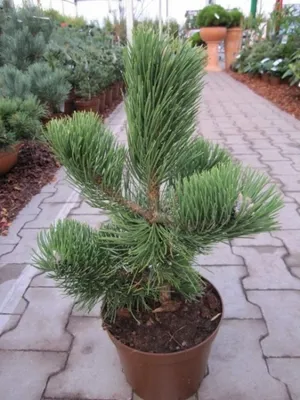 Produktbild von Pinus nigra Select - Schwarzkiefer Select - Schwarzföhre - 25-30
