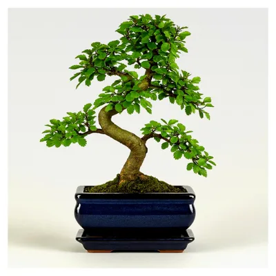 Produktbild von Chinesische Ulme Bonsai Baum, ca. 8-9 Jahre alt, 35-40 cm hoch - Pflegeleichter Indoor Bonsai für Anfänger und Profis, dekorative Zimmerpflanze, ideal für Büro und Zuhause