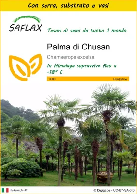 Immagine prodotto di SAFLAX Insieme di coltivazione - Palma di Chusan - 10 semi - Chamaerops