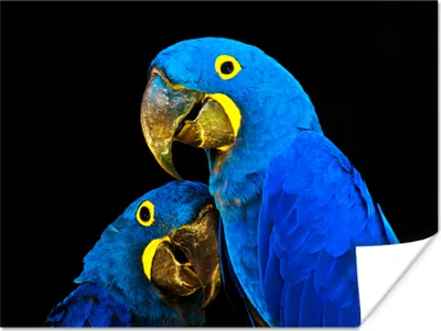 Produktbild von MuchoWow® Poster Papagei - Vogel - Federn - Blau 120x90 cm - Wandbild