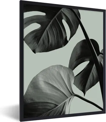 Produktbild von MuchoWow® Gerahmtes Poster Monstera - Blätter - Grün - Stilleben 60x80 cm - Poster mit Schwarzem Bilderrahmen Wandposter Rahmen Foto Bilder - Premium - Wanddeko Wohnzimmer